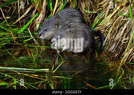Two baby muskrats 'Ondatra zibethicus', foraging along the edge of a beaver pond in rural Alberta Canada. Stock Photo