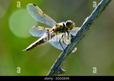 A dragonfly insect perched on a dead branch Stock Photo