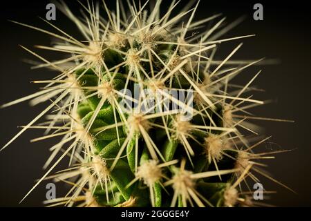 Bright closeup of green cactus needles with blurred background Stock Photo