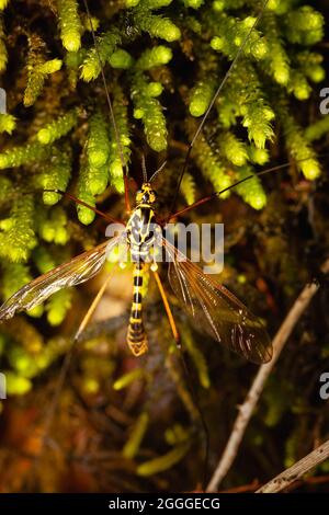 Macro shot of long hoverfly on mossy surface Stock Photo