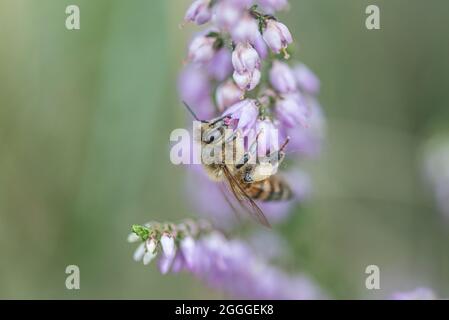 Selectively focused close up of bee pollinating purple flower