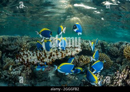A school of powderblue surgeonfish Stock Photo