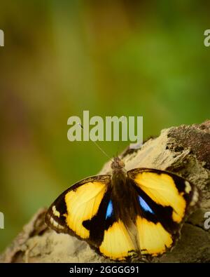 yellow pansy  butterfly ( junonia hierta) Stock Photo