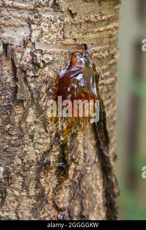 Cherry tree leaking sap (gummosis) - USA Stock Photo - Alamy
