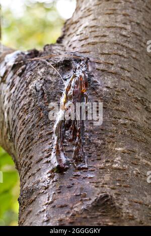Cherry tree leaking sap (gummosis) - USA Stock Photo - Alamy