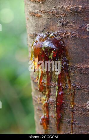 Cherry tree leaking sap (gummosis) - USA Stock Photo - Alamy