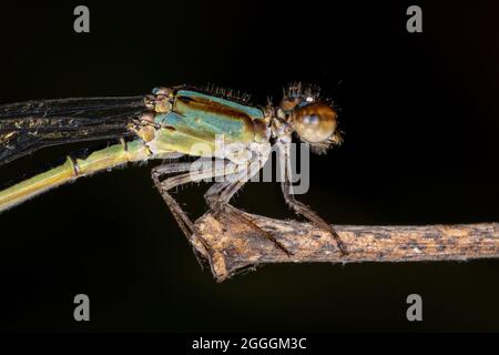 Adult Narrow-winged Damselfly of the Family Coenagrionidae Stock Photo