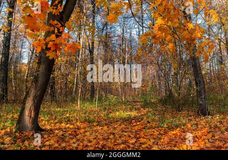 Beautiful autumn landscape, colorful autumn forest Stock Photo