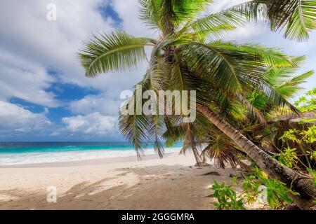 Palm trees on tropical beach Stock Photo