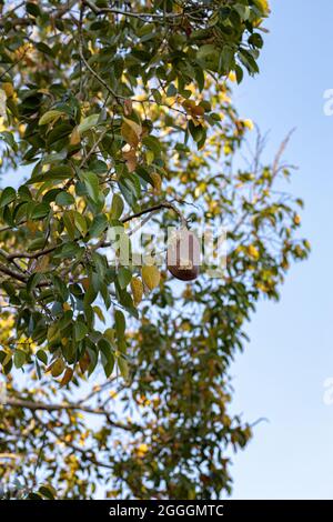 Stinkingtoe Tree with Fruits of the species Hymenaea courbaril with selective focus Stock Photo