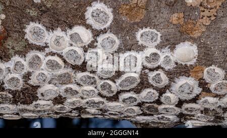 Dobsonfly Aquatic Insect Eggs of the Subfamily Corydalinae on a tree trunk over a river Stock Photo