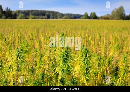 Industrial hemp, Cannabis sativa, of Finola variety growing in Finland in  August. The low THC agricultural hemp is used to produce hemp seed oil  Stock Photo - Alamy