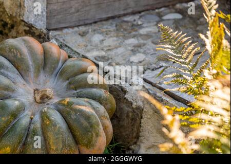 Pumpkin on the ground with fern plant. Halloween and autumn background. Holidays. Stock Photo