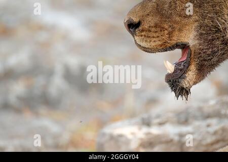 Lion (Panthera leo) mouth open. Chobe National Park, Botswana, Africa Stock Photo