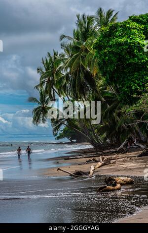 Two local Costa Rican men walking at a beautiful sandy beach bordered with tall green coconut palm trees at the Pacific Cosast of tropical Costa Rica. Stock Photo
