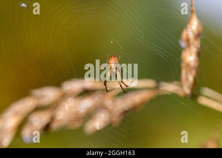 Orb web spider (family Araneidae), Sidwood, Kielder Forest, Northumberland national park, UK Stock Photo