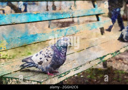 Pigeon sitting on wooden park bench. A wild bird in an urban environment. Digital watercolor painting Stock Photo