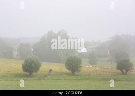 bull and cows on foggy morning near village in regional park between rouen and le havre in northern france Stock Photo