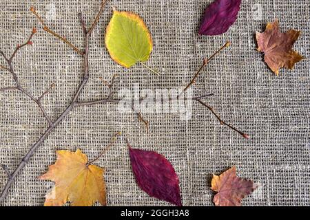 Twisting branch of tree without leaves and different dry leaves on gray burlap. Autumn composition, herbarium. Top view. Flat lay. Selective focus. Stock Photo