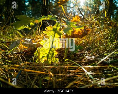 beautiful autumn background. small oak tree grows in the sunbeams in the autumn forest. fallen yellow maple leaves lie on the ground in sunlight Stock Photo