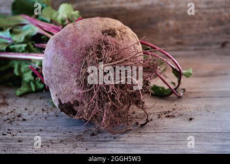 Garden beet beta vulgares with red stalks and green leaves Stock Photo