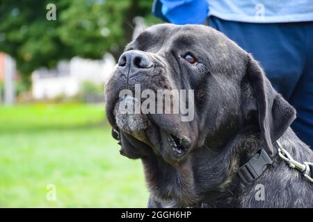 Adult black cane corso dog from close up. Stock Photo