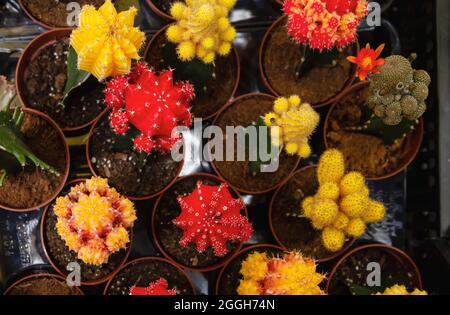 Potted moon cacti succulent plants created from red and yellow Gymnocalycium mihanovichii, top view Stock Photo