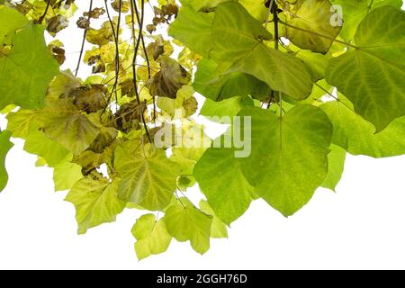 Catalpa bignonioides  Indian bean tree autumanl deciduous foliage Stock Photo