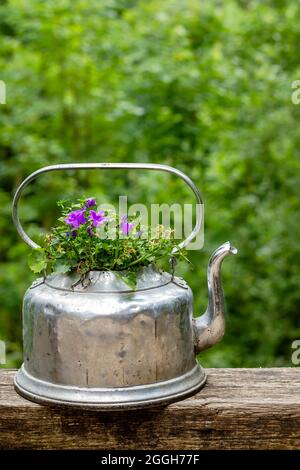 Campanula portenschlagiana, the Dalmatian bellflower with deep purple blooming flowers potted on an old reused teapot Stock Photo