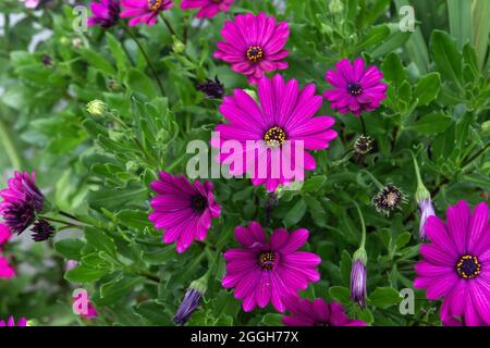 Cape marguerite purple flowers blooming in spring Stock Photo