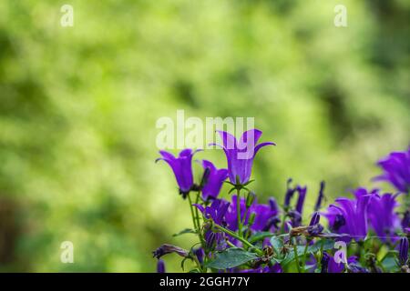 Campanula portenschlagiana, the Dalmatian bellflower with deep purple blooming flowers Stock Photo