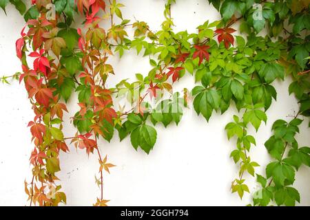 Parthenocissus quinquefolia grape vine autumnal colorful leaves Stock Photo