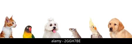 Beautiful pets isolated on a white background Stock Photo