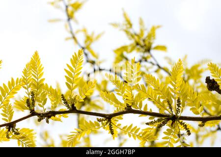 Gleditsia triacanthos inermis Sunburst Thornless Honeylocust bright golden young leaves in late may Stock Photo