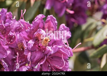 Rhododendron simsii or Azalea purple flowers with foraging bumble bee Stock Photo