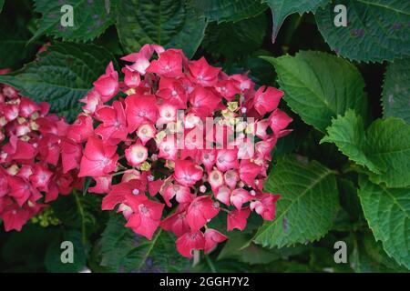 Hydrangea macrophylla hortensia deep pink red fuchsia flowers blooming Stock Photo