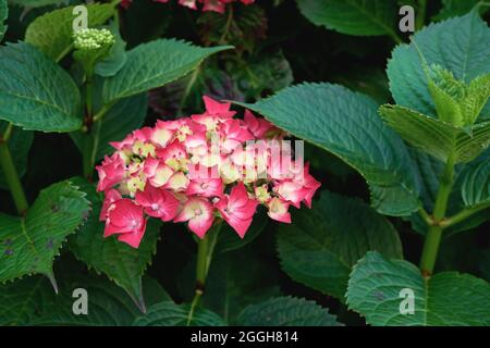 Hydrangea macrophylla hortensia deep pale red pink flowers blooming Stock Photo