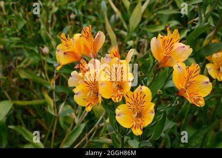 Alstroemeria Golden Delight Peruvian lily flowers