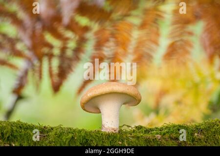 A young Dryad's Saddle growing off the mossy branch of a tree. Stock Photo