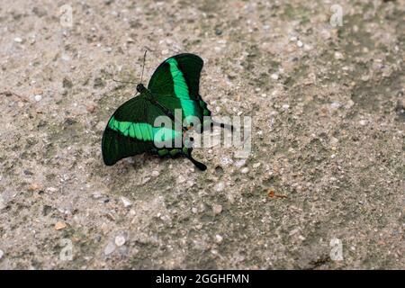 Papilio palinurus - Emerald Swallowtail - butterfly on a wall Stock Photo