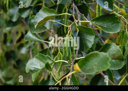 Alnus glutinosa European black alder green catkins and leaves Stock Photo