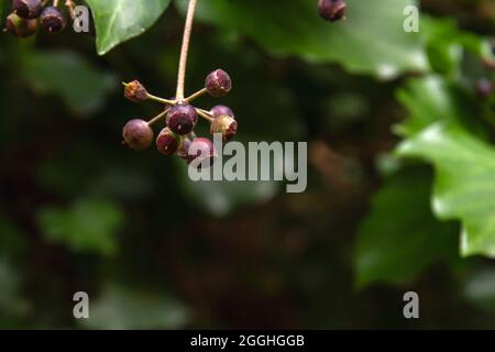 Hedera helix common ivy dark purple poisonois berries close up Stock Photo