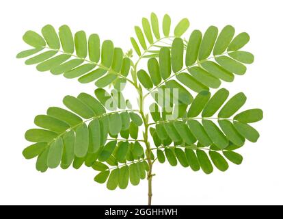 tamarind leaf isolated on white background Stock Photo