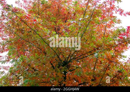 Quercus palustris pin oak tree typical autumnal colorful deciduous foliage Stock Photo