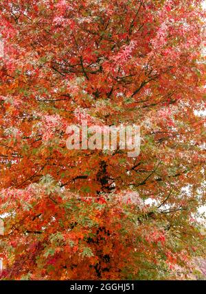 Quercus palustris pin oak tree typical autumnal colorful deciduous foliage Stock Photo