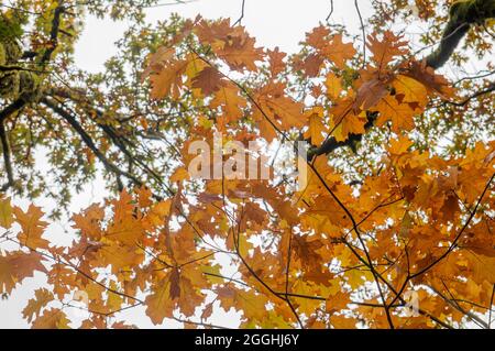 Quercus rubra red oak deciduous tree autumnal foliage Stock Photo