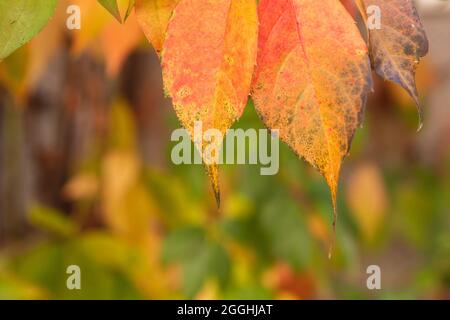 Parthenocissus quinquefolia grape vine autumnal colorful leaves close up Stock Photo