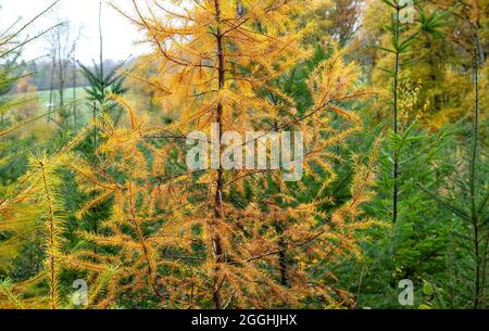 Young larix or larch tree with yellow deciduous foliage in autumn Stock Photo