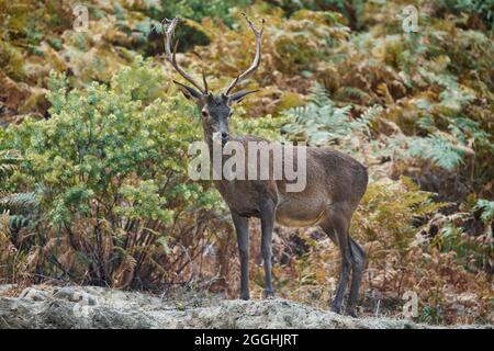 young deer (Cervus elaphus) in Mediterranean forest in Ojen, Marbella. Andalusia, Spain. Stock Photo
