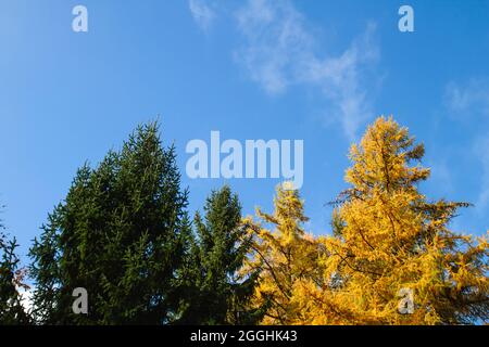 Evergreen picea and deciduous larix or larch tree with green and yellow needle-like foliage in early autumn, mixed conifers trees, blue sky background Stock Photo